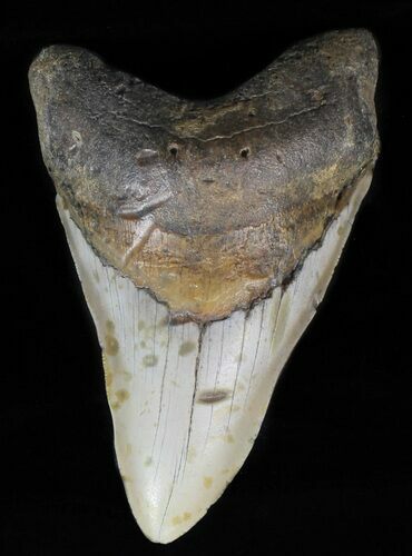 Megalodon Tooth - North Carolina #59036
